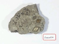 植物化石藏品圖，第2張